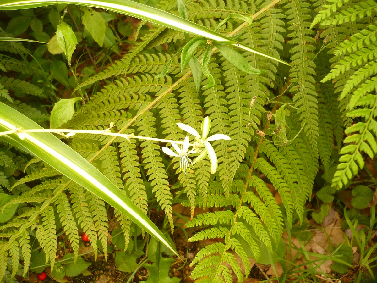 Chlorophytum comosum (Asparagaceae)